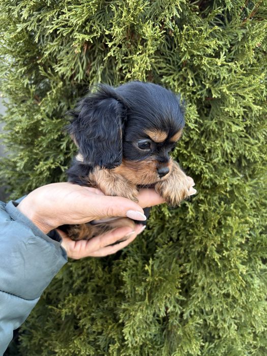 Cavalier King Charles Spaniel