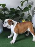 Buldog Angielski ZKwP FCI