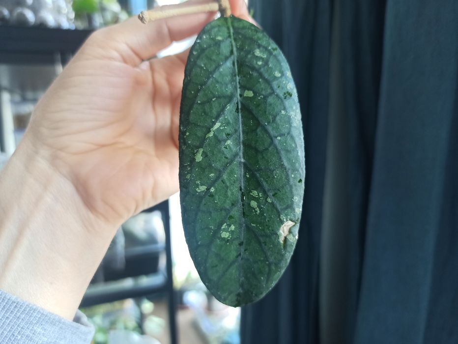 Hoya sp Sumatra hoja