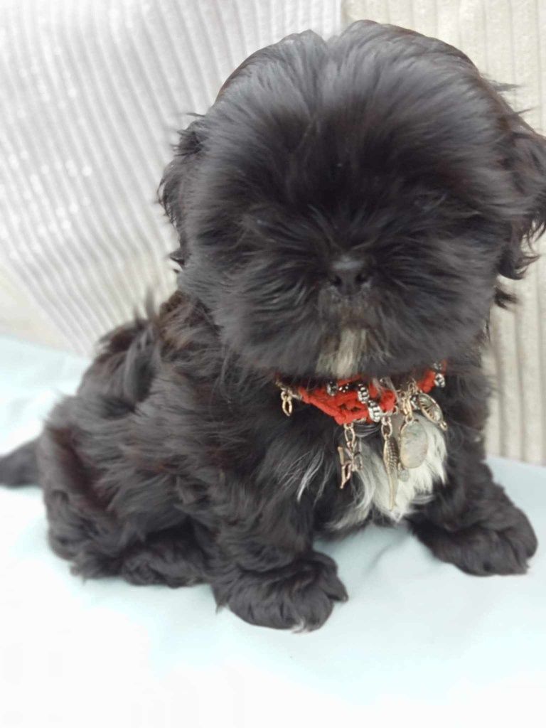 Shih-tzu szczeniak z rodowodem