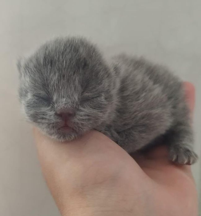 Scottish straight blue