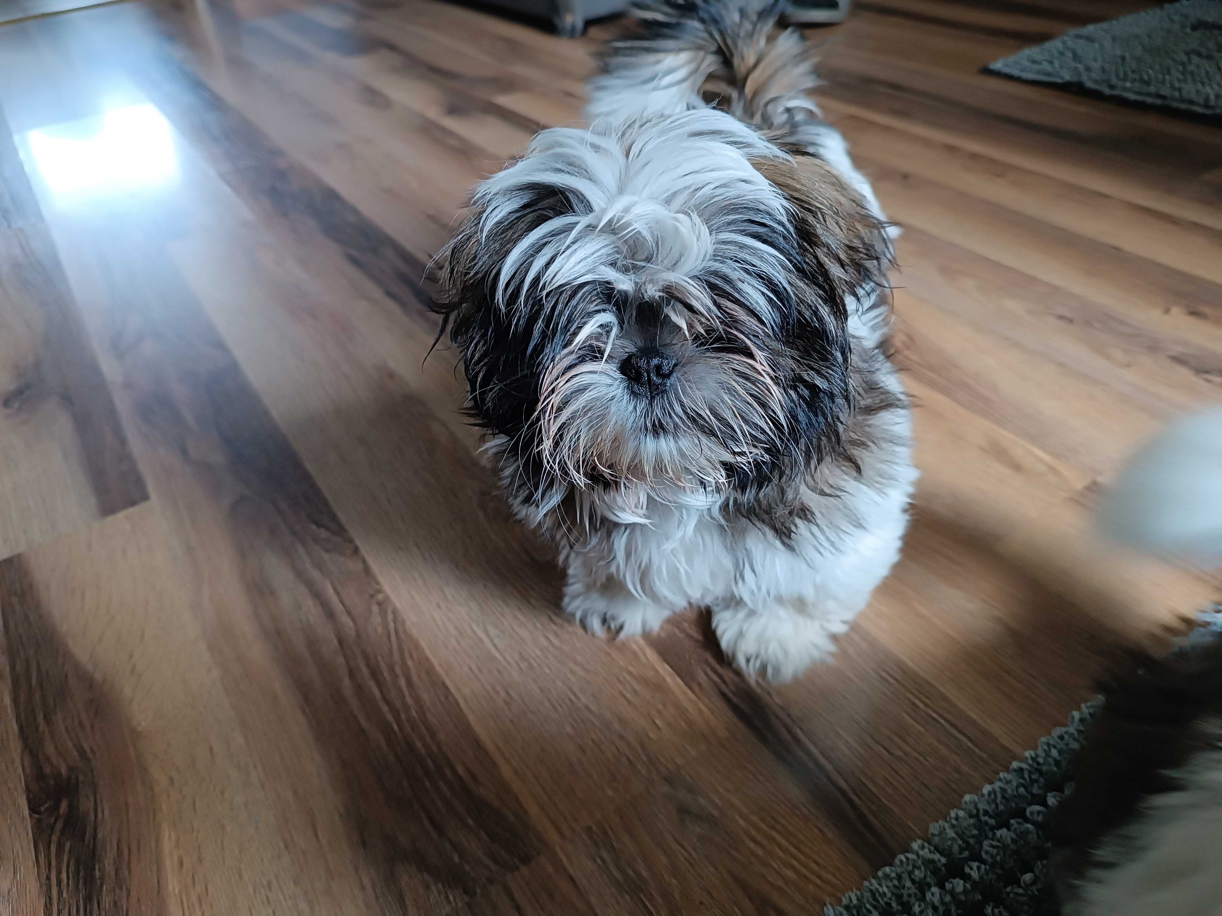 Szczeniak  shih tzu