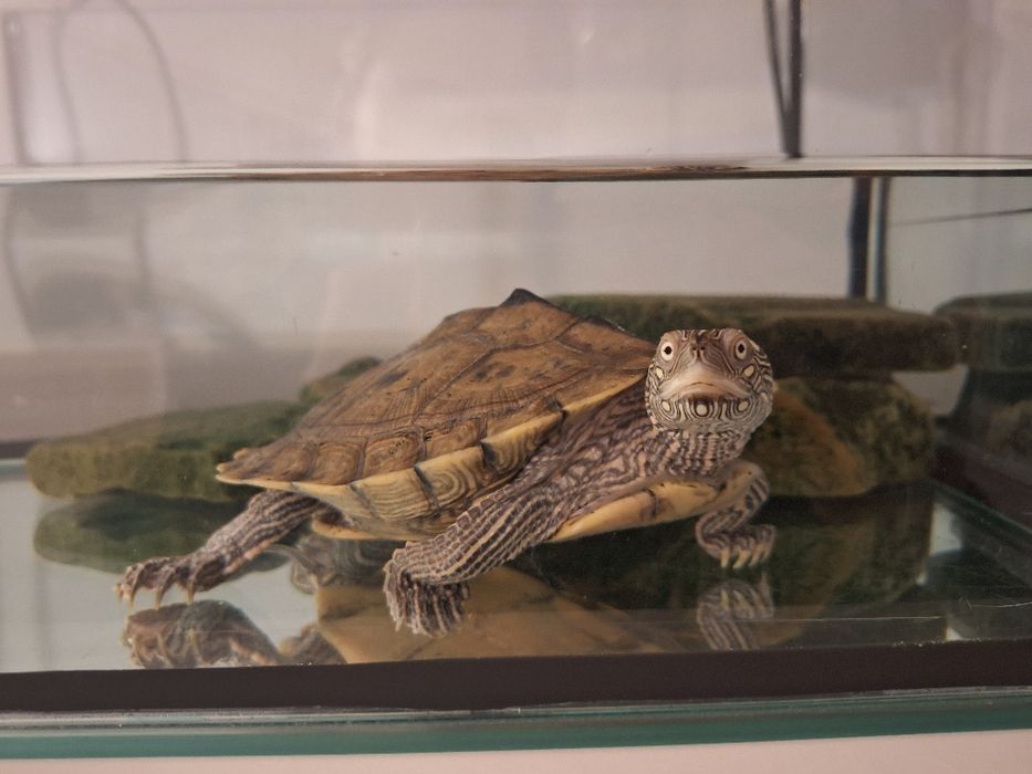 Żółw wodno- londowy