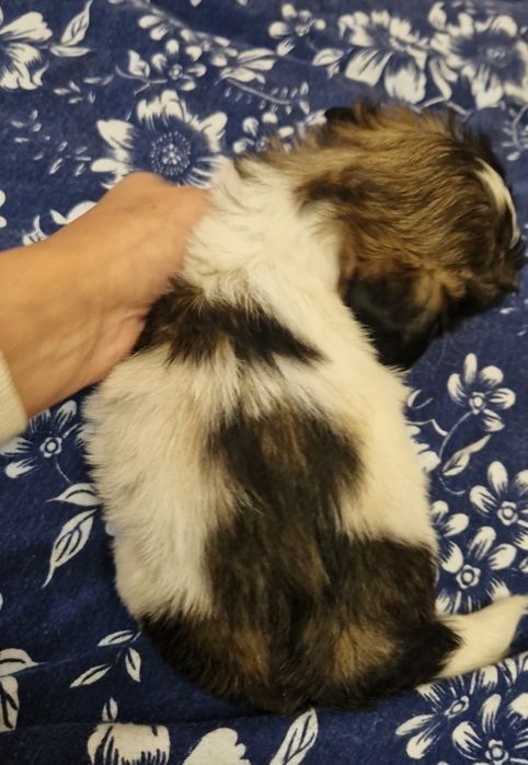 Shih tzu suczka z rodowodem suka rodowód