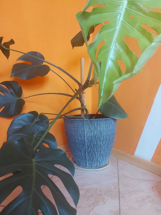 Sprzedam monsterę (Monstera deliciosa)