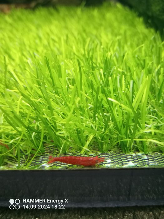 Ktewetki Red cherry