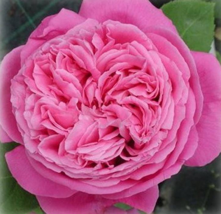 Троянда Поль Нейрон