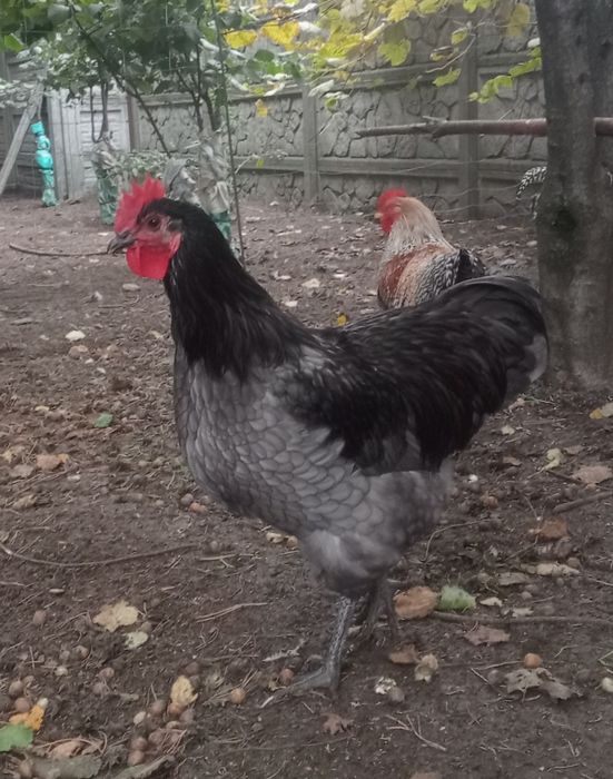 Australorp kogut sprzedam