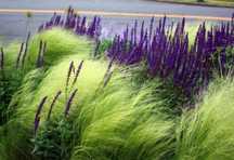 Trawa stipa pony tails ponad 100.szt