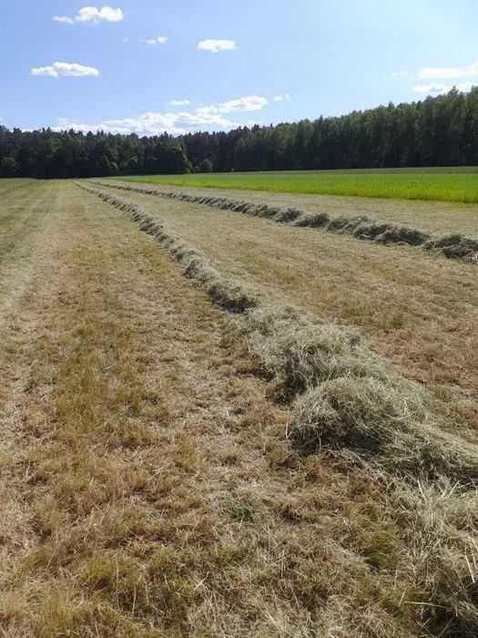 Siano łąkowe kostka