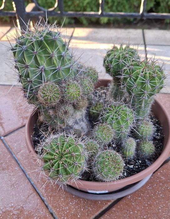 Kaktus białokwietny