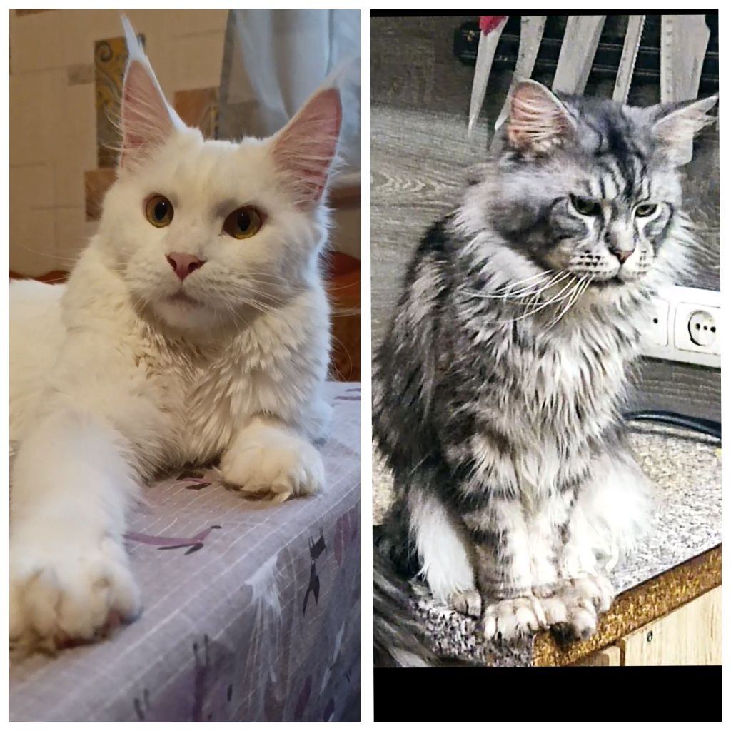 Котята Мейн-Кун.