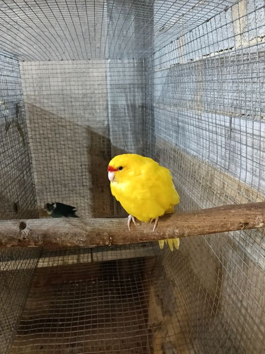 Kakarikis para venda