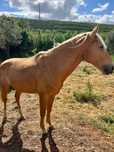 Cavalo Palomino 6 anos