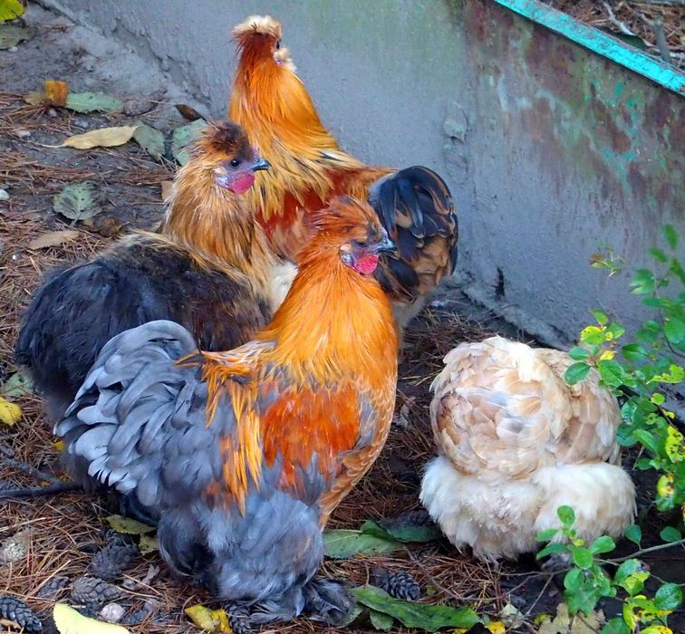 Silki Piękne Koguty