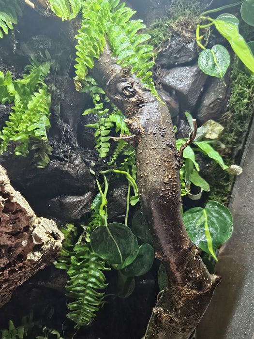 Terrarium tropikalne 60x40x100 powiększona wentylacja kameleon