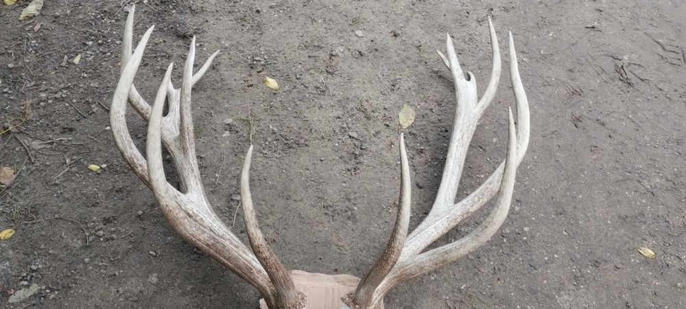 Piekny wieniec jelenia poroże trofeum rogi