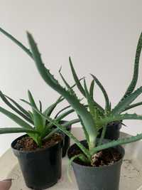 Kwiat doniczkowy aloes