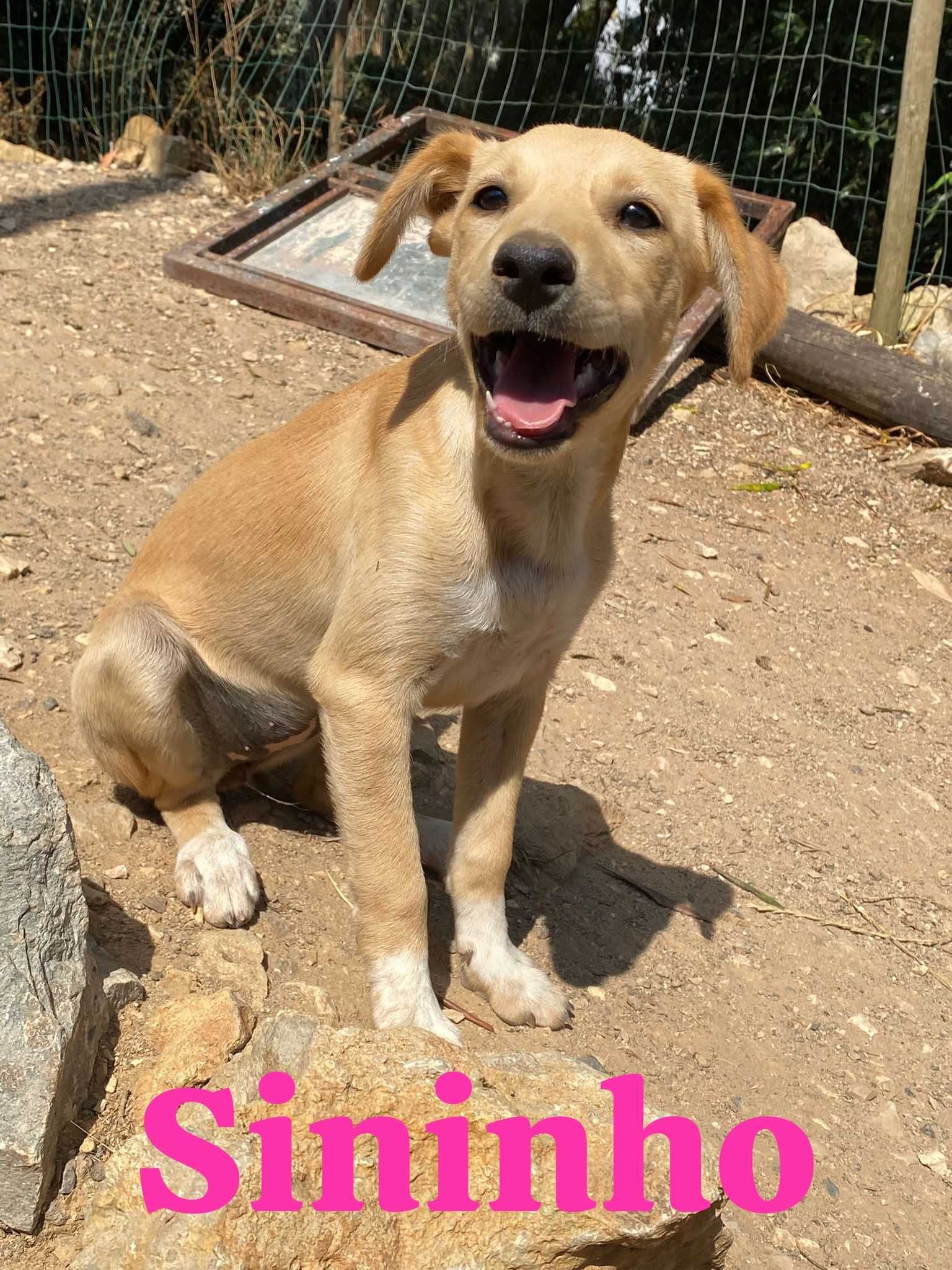 Sininho - Bebé para Adopção