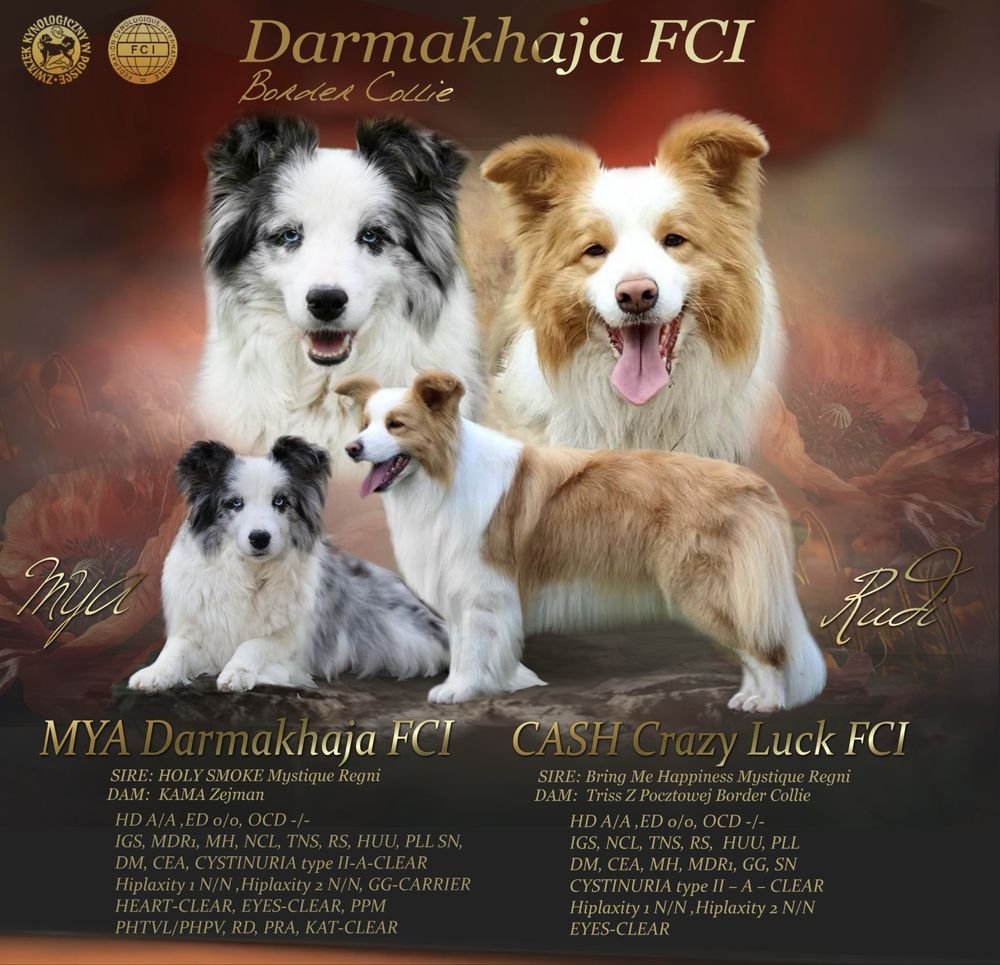 Border Collie ZKwP/FCI cudna dziewczynka