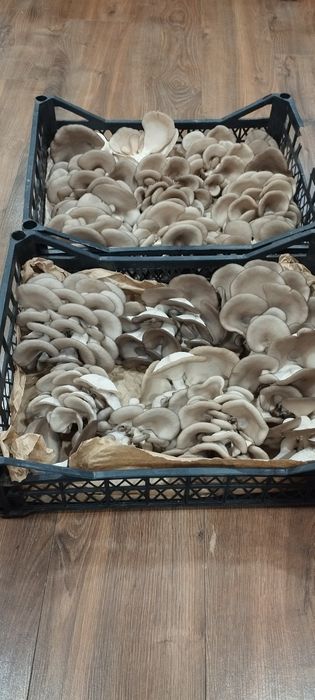 Вешенка,глива свіжа