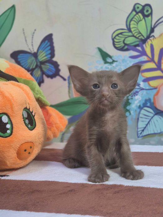 Орієнтал, цинамон, шикарний хлопчик