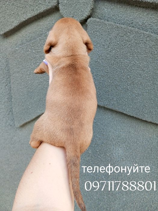 Чистокровні Таксята у пошуку гарної родини.
