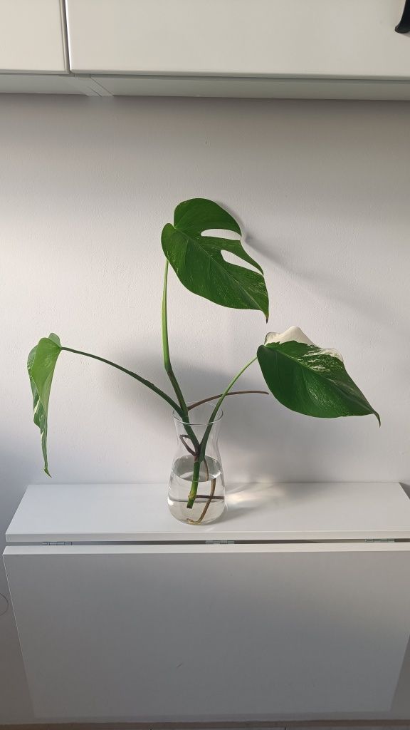 Monstera Veriegata