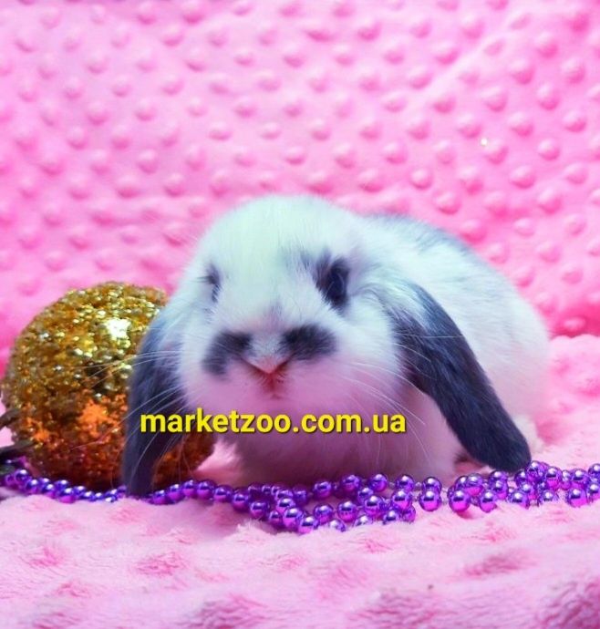 Мини mini lop мiнi карликовые кролики вислоухий баранчик висловухий