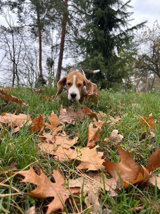 Бігль з клубними документами. Хлопчик 4 місяці