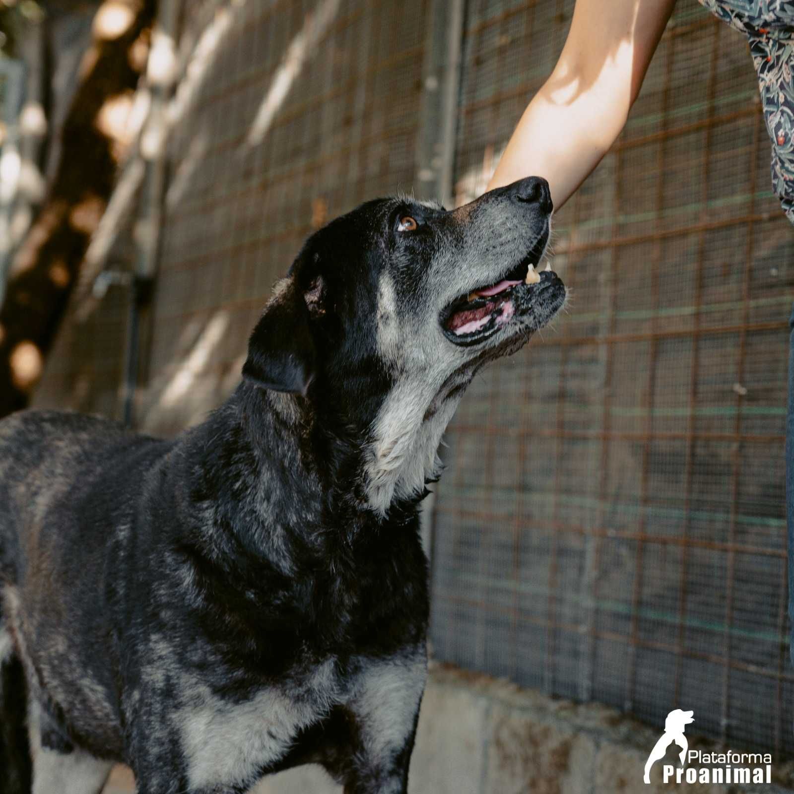 BASTOS - Cão extremamente meigo para Adoção