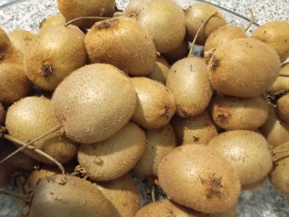 Kiwis 2 € sobrado Valongo ou Baguim do Monte Gondomar