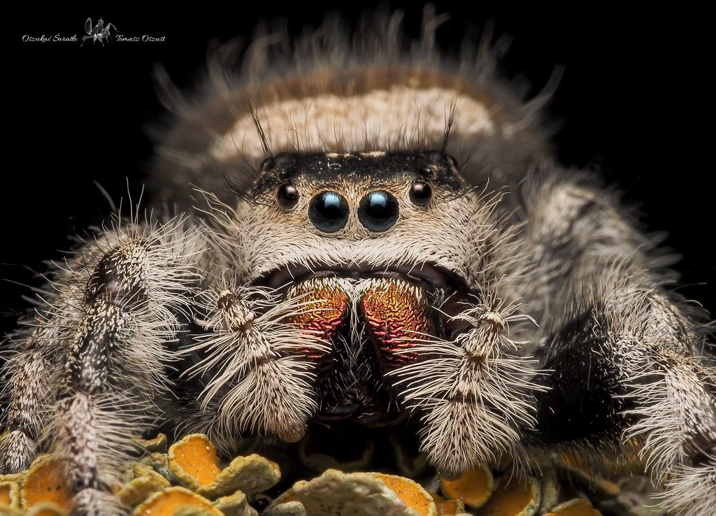 Skakun Phidippus regius Apalachicola L4