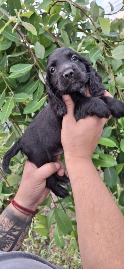 Cocker Spaniel Angielski piękny piesek