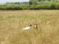 2 Cabras anas com 3 meses