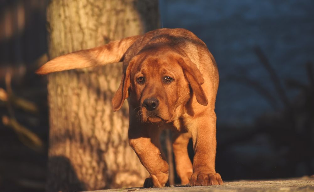 Лабрадор фоксред ексклюзив