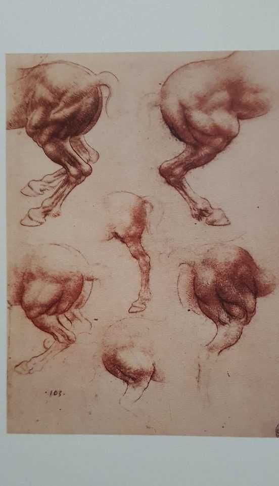 Coleção de impressões dos cavalos de Leonardo da Vinci