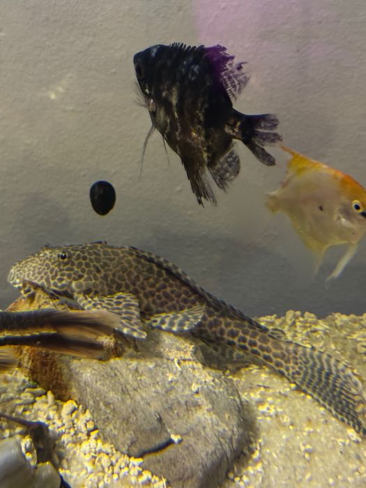 Limpa vidros, peixes