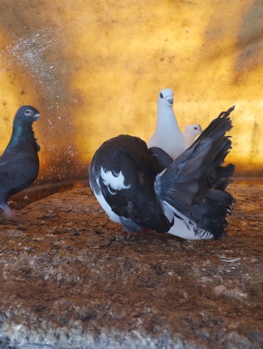 Gołębie gołębie Pawiki