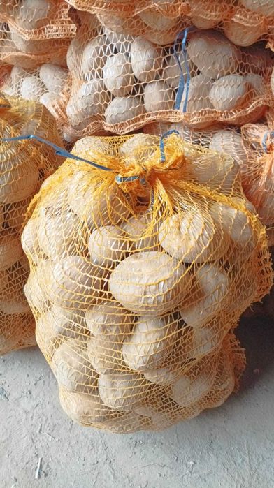 Ziemniaki jadalne, ekologiczne, Vineta, Bellarosa, Jurek, Lili, Satina