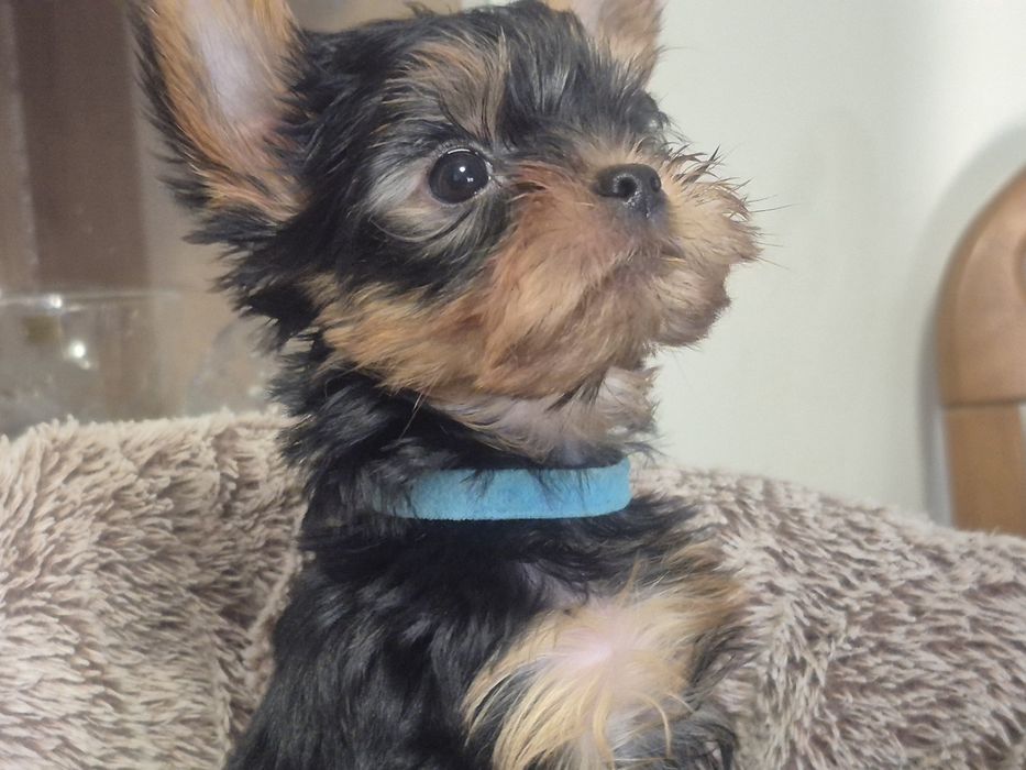 Yorkschire Terrier