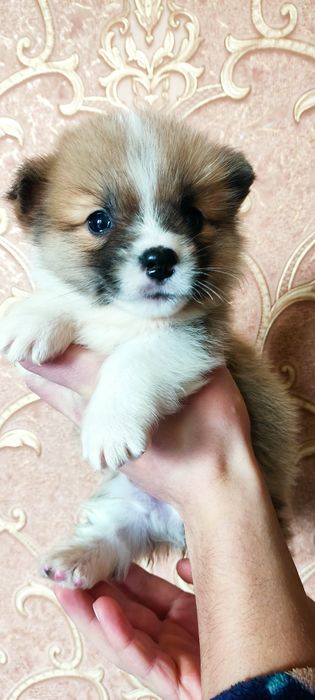 Хлопчик і дівчинка коргі