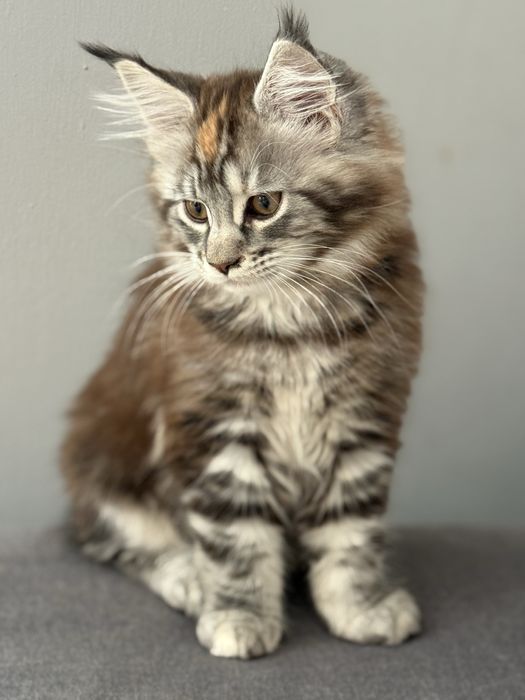 Maine coon  piękna  szylkretka łezka