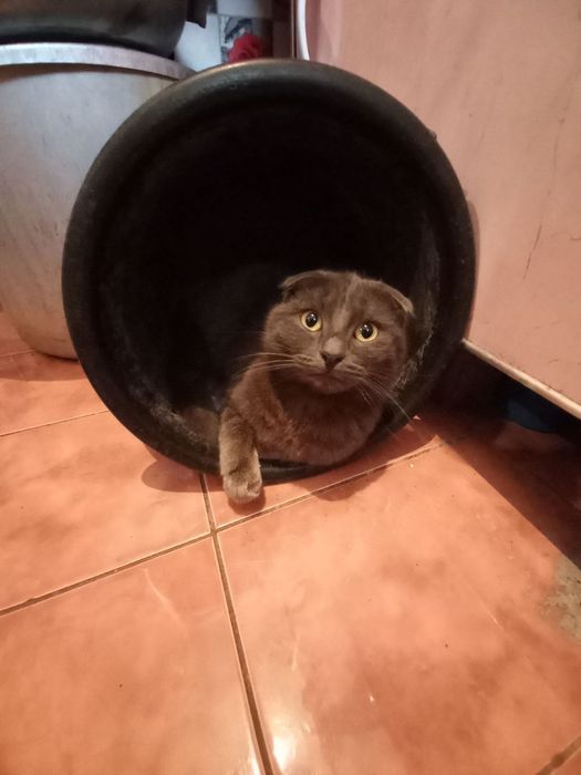 Кіт, кличка Пірат