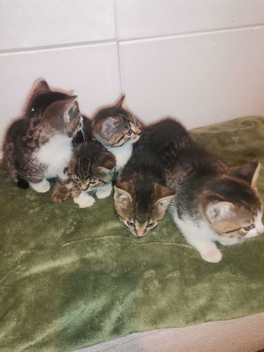 Oddam za darmo małe kotki. Można pojedynczo!!!