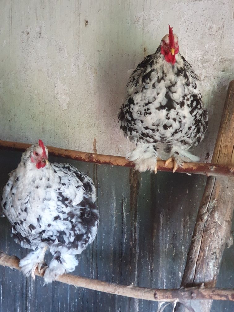 Kochin olbrzymi nakrapiany kochiny