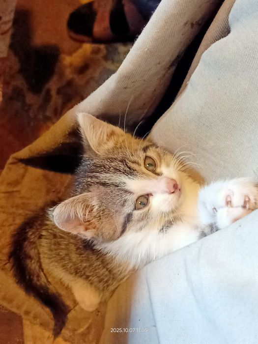 Oddam za darmo małe kotki