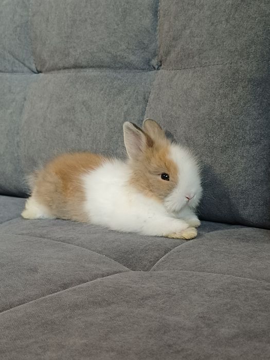 Królik miniaturka