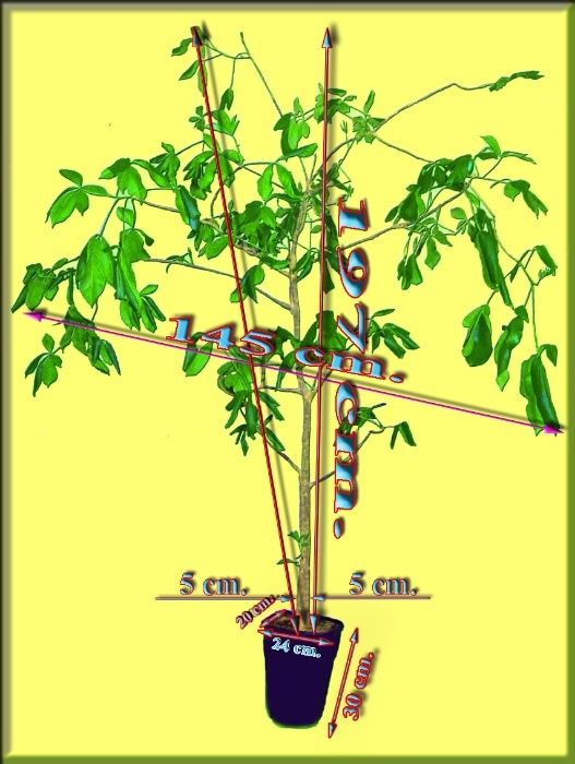 Баобаб (Adansonia digitata) 16 лет.