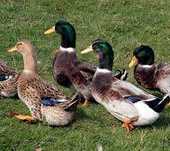 Vendo casais de Patos Rouen com 2 meses de idade.